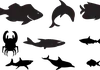 shark.jpg